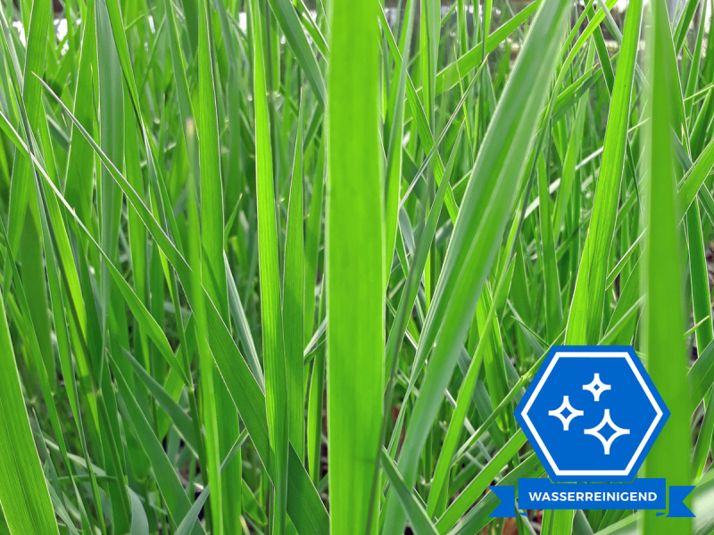 Schilfrohr - Phragmites australis
